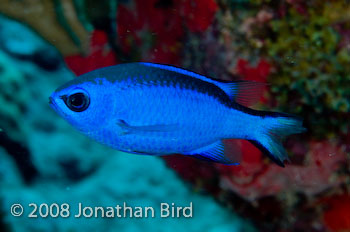 Blue Chromis [Chromis cyanea]