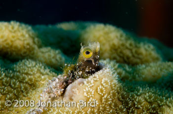 Secretary Blenny [Acanthemblemaria maria]