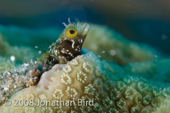 Secretary Blenny [Acanthemblemaria maria]