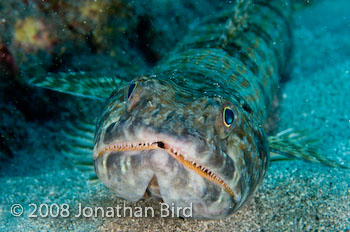 Sand Diver Lizardfish [Synodus intermedius]