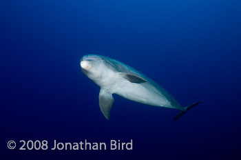 Bottlenosed Dolphin [Tursiops truncatus]