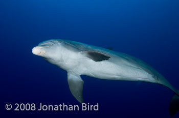 Bottlenosed Dolphin [Tursiops truncatus]