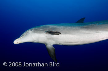 Bottlenosed Dolphin [Tursiops truncatus]