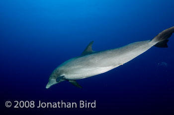 Bottlenosed Dolphin [Tursiops truncatus]