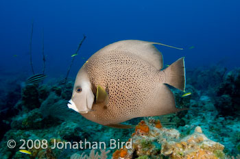 Gray Angelfish [Pomocanthus arcuatus]