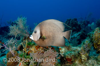 Gray Angelfish [Pomocanthus arcuatus]