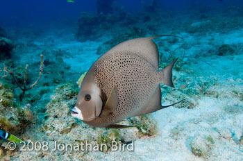 Gray Angelfish [Pomocanthus arcuatus]