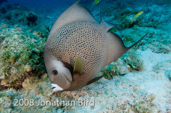 Gray Angelfish [Pomocanthus arcuatus]