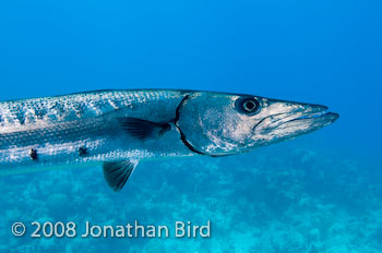 Great Barracuda [Sphyraena barracuda]
