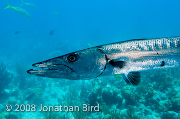 Great Barracuda [Sphyraena barracuda]