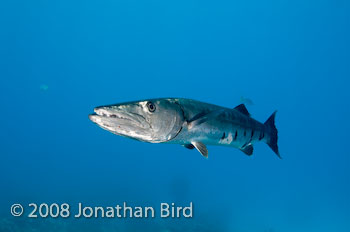 Great Barracuda [Sphyraena barracuda]