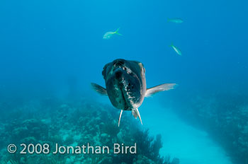 Great Barracuda [Sphyraena barracuda]