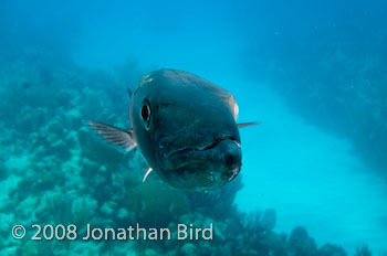 Great Barracuda [Sphyraena barracuda]