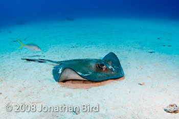 Southern Stingray [Dasyatis americana]