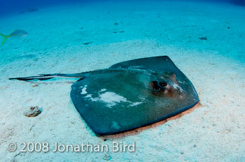 Southern Stingray [Dasyatis americana]