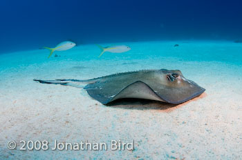 Southern Stingray [Dasyatis americana]