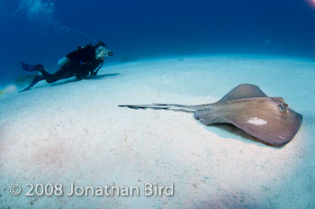 Southern Stingray [Dasyatis americana]
