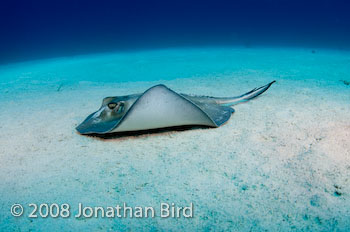 Southern Stingray [Dasyatis americana]