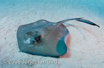 Southern Stingray [Dasyatis americana]