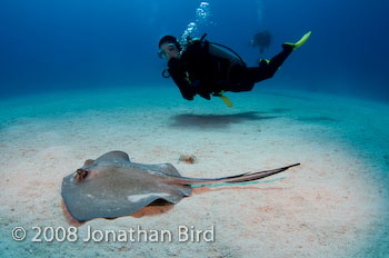 Southern Stingray [Dasyatis americana]