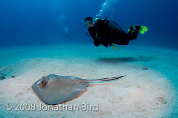 Southern Stingray [Dasyatis americana]