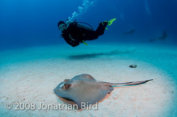 Southern Stingray [Dasyatis americana]