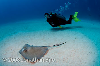 Southern Stingray [Dasyatis americana]