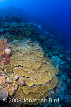 Coral Reef [--]