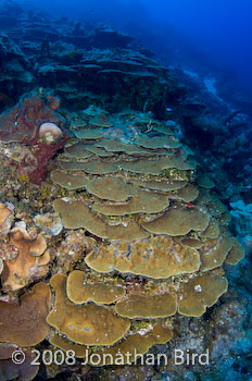 Coral Reef [--]