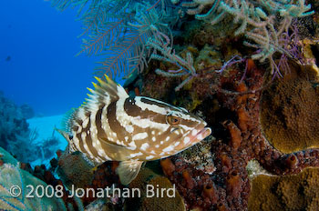 Nassau Grouper [Epinephelus striatus]