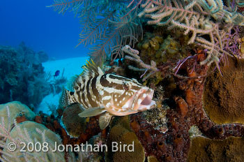 Nassau Grouper [Epinephelus striatus]