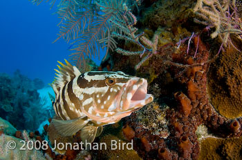 Nassau Grouper [Epinephelus striatus]