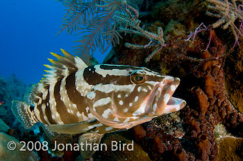 Nassau Grouper [Epinephelus striatus]