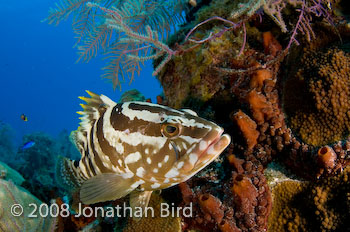 Nassau Grouper [Epinephelus striatus]