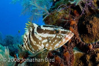 Nassau Grouper [Epinephelus striatus]