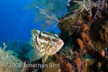 Nassau Grouper [Epinephelus striatus]