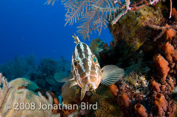 Nassau Grouper [Epinephelus striatus]