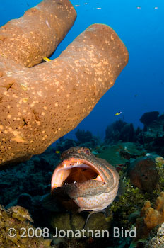 Tiger Grouper [Mycteroperca tigris]