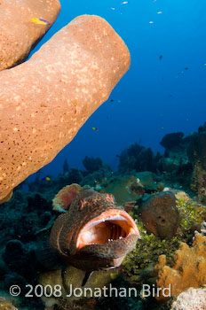 Tiger Grouper [Mycteroperca tigris]