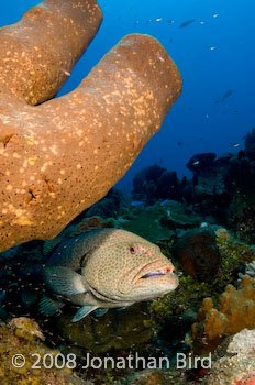 Tiger Grouper [Mycteroperca tigris]