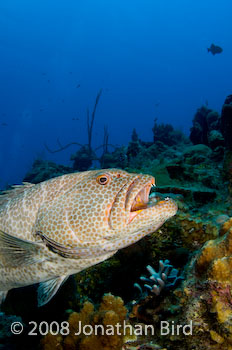 Tiger Grouper [Mycteroperca tigris]