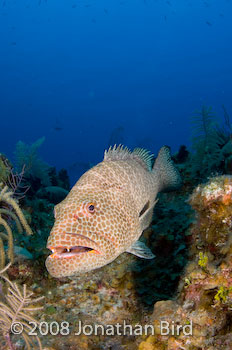 Tiger Grouper [Mycteroperca tigris]