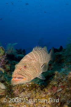 Tiger Grouper [Mycteroperca tigris]
