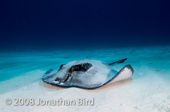 Southern Stingray [Dasyatis americana]