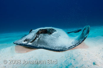 Southern Stingray [Dasyatis americana]