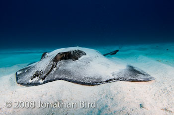 Southern Stingray [Dasyatis americana]