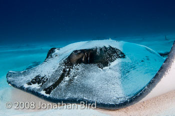 Southern Stingray [Dasyatis americana]