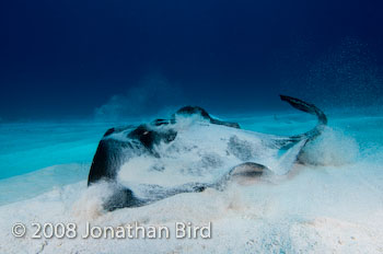 Southern Stingray [Dasyatis americana]