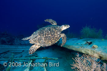 Hawksbill Sea turtle [Eretmochelys imbricata]