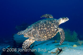 Hawksbill Sea turtle [Eretmochelys imbricata]